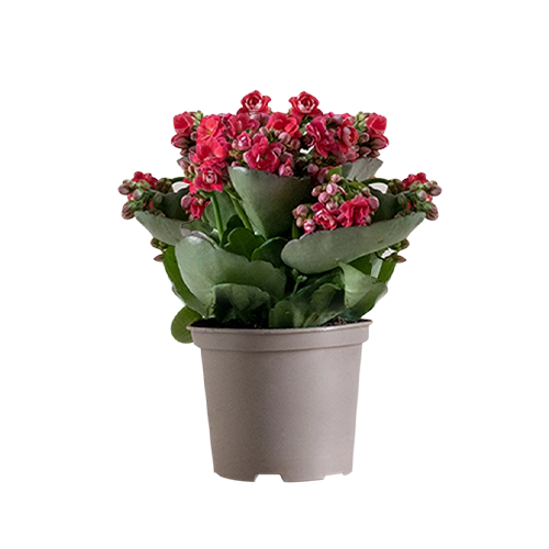 Flowers & Plants