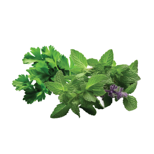 Fresh Herbs