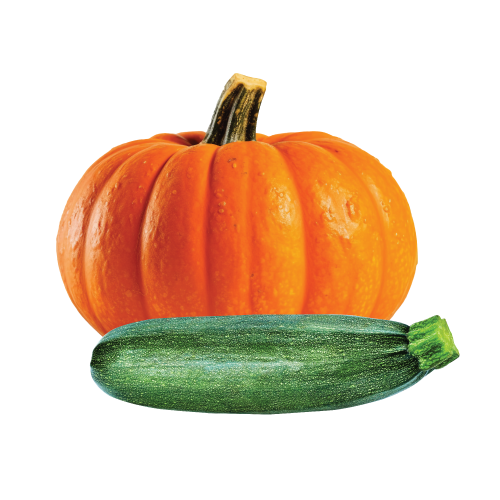 Pumpkin, Zucchini & Squash