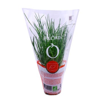 Chives In Pot Import - Available at Alosra Online Supermarket
