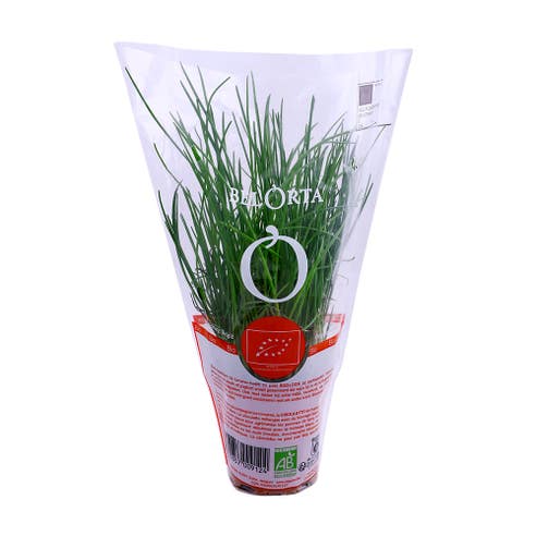 Chives In Pot Import - Available at Alosra Online Supermarket