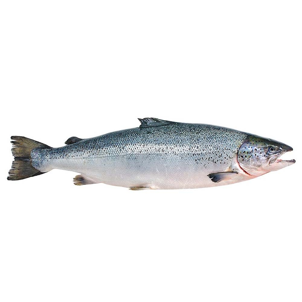 Norwegian Whole Salmon [Per Kg] - Available at Alosra Online Supermarket