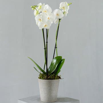 White Phalaenopsis Orchid (Without Pot) 