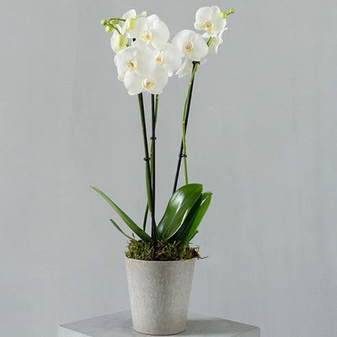 White Phalaenopsis Orchid (Without Pot) 