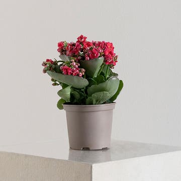 Kalanchoe 