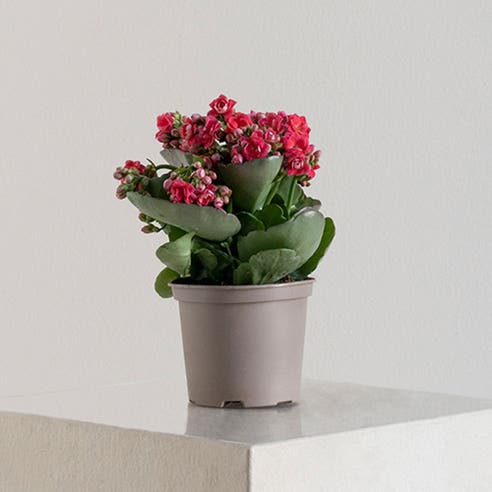 Kalanchoe 
