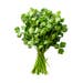 Coriander Bunch [Pre-packed]