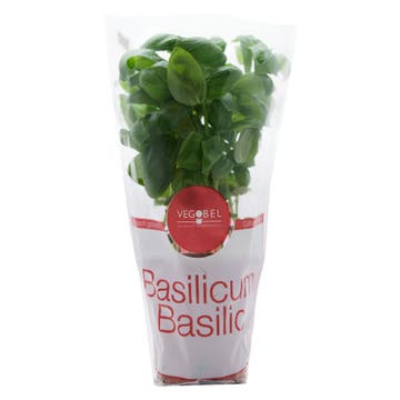 Basil In Pot - Available at Alosra Online Supermarket