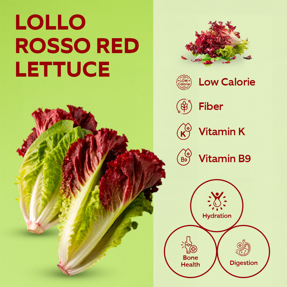 Dar Aqua Lollo Rossa Red Lettuce Pack lifestyle image