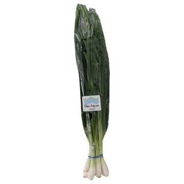 Dar Aqua Spring Onion 