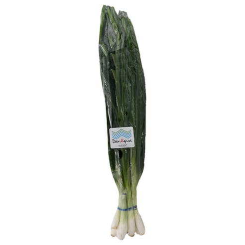Dar Aqua Spring Onion 