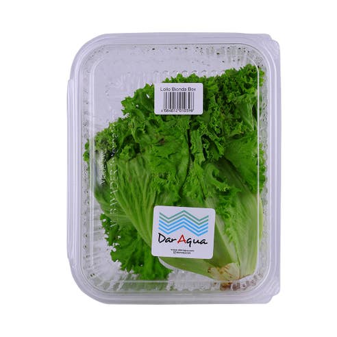 Dar Aqua Lollo Bionda Green Lettuce [Per Packet] 