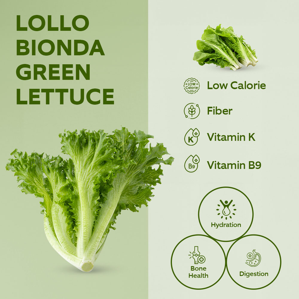 Dar Aqua Lollo Bionda Green Lettuce [Per Packet] lifestyle image