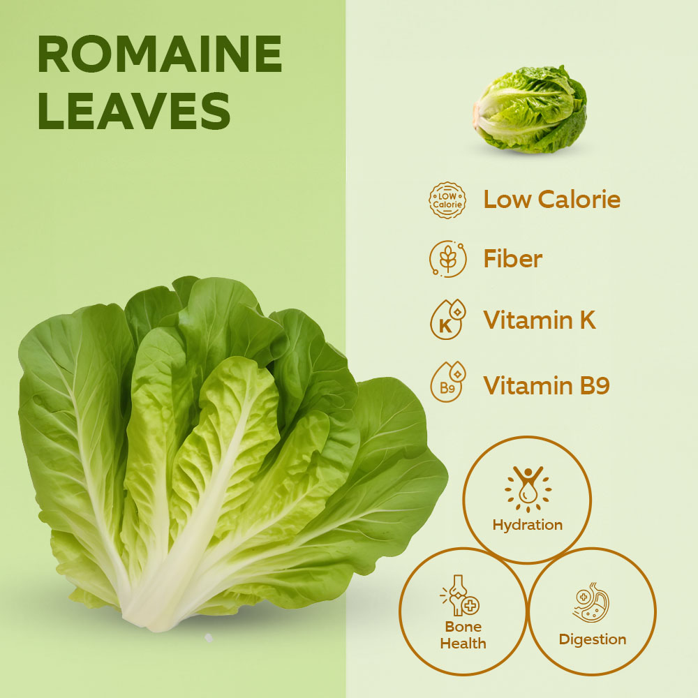 Dar Aqua Romaine Leaves Box 200g lifestyle image